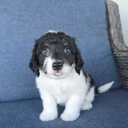 Sinatra - Tri-color male Double Doodle puppy in Prescott Valley, Arizona from Ramirez Family Doodles