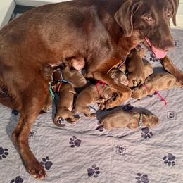 6 Pick Male - Chocolate male Labrador Retriever puppy in Winchester, Kentucky from Bourbon Country Retrievers