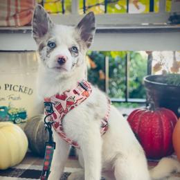 Moose - Merle male Pomsky puppy in Greenville, South Carolina from Thicketty Mountain Pomskies