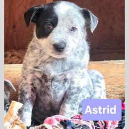 Astrid - Blue mottled female Australian Cattle Dog puppy in Fife Lake, Michigan from Kurczak Farm LLC
