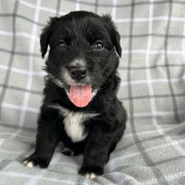 Brena - Black & white female Australian Shepherd puppy in Albany County, New York from Allie Acres Australian Shepherds