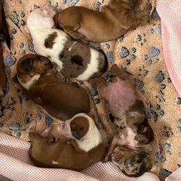 Dachshund Puppies from Witchy Woman’s Wiener’s