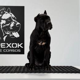 Female 3 - Black female Cane Corso puppy in Cashion, Oklahoma from APEXOK Cane Corsos
