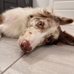 Australian Shepherd All Grown Up from Flowertown Aussies