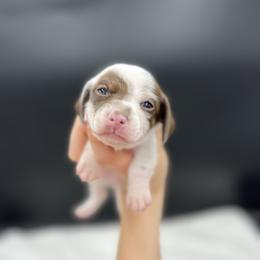 Dottie - Piebald female Dachshund puppy in Nashville, Arkansas from Cuddles n Curls