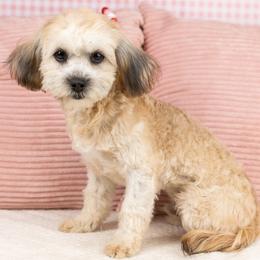 Aster - Trained - Black & tan tri-color male Maltipoo puppy in Salt Lake City, Utah from Marlene's Doodles