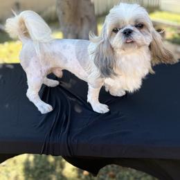 Shih Tzu puppies from Spoiled Shih Tzu