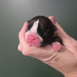 Raven - Black brindle and white female Boston Terrier puppy in Beaverdam, Virginia from Howell Terriers