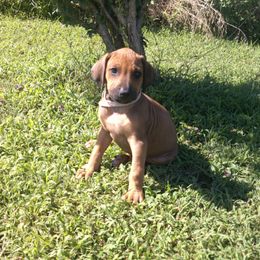 Leah - Rd whtn blk nose female Rhodesian Ridgeback puppy in Carney, Oklahoma from River Run Parson Russell terriers & River Run Ridgebacks