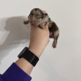 Ikaikoa - Cream male Companion Cross puppy in Willow Spring, North Carolina from GTBBF Pomeranians