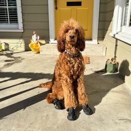 Rooster - Goldendoodle