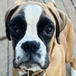 Girl 1 - Fawn Boxer puppy in West Chicago, Illinois from Alfabox Boxers