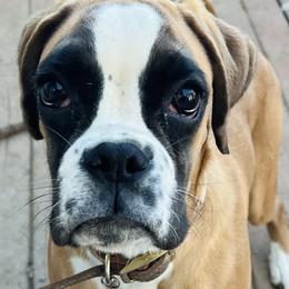 Girl 1 - Fawn Boxer puppy in West Chicago, Illinois from Alfabox Boxers
