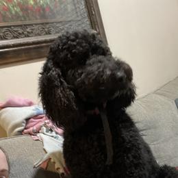 Fancy - Poodle