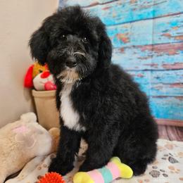 Santos - Black and white male Aussiedoodle puppy in Lebanon, Missouri from Perkins Pups