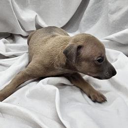 Fawn Male 2 - Fawn male Italian Greyhound puppy in Newalla, Oklahoma from Heartland Iggys