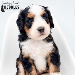 Joshua - Tri-color male Bernedoodle puppy in Tipton, Indiana from Country Creek Doodles