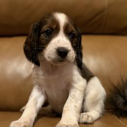 Laramie - Liver white and tan female English Springer Spaniel puppy in Arcadia, Florida from Redemption Fields Springer Spaniels