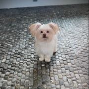 Sunshine Mi-Ki's BoBo - Mi-Ki puppy from Sunshine Mi-Ki's