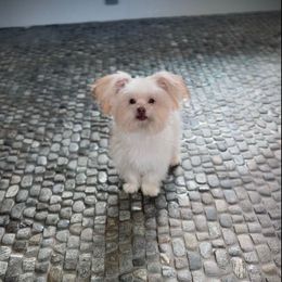 Sunshine Mi-Ki's BoBo - Mi-Ki puppy from Sunshine Mi-Ki's