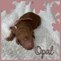 Opal - Red  female Poodle puppy in Dayton, Texas from Wolfe Island Poodles
