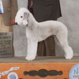 Maverick - Bedlington Terrier