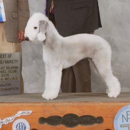 Maverick - Bedlington Terrier