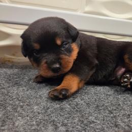 Boy 3 - Black and mahogany male Rottweiler puppy in Bay Shore, New York from Nightfall Reverie Rottweilers