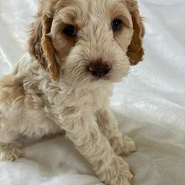 Ralph - Red and white male Cockapoo puppy in Adrian, Oregon from ApplebyFarm