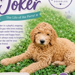 Joker - Red  male Goldendoodle puppy in Greer, South Carolina from South Paw Doodles