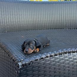 Light pink collar girl - Black and tan female Dachshund puppy in Modesto, California from The dachshunds