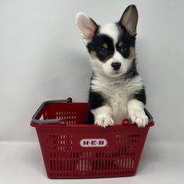Banks - Black and tan male Pembroke Welsh Corgi puppy in Waco, Texas from The Comma Corgis
