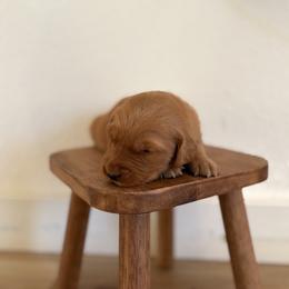 Light Green Boy - Golden male Golden Retriever puppy in Loma Rica, California from BloomingPuppies