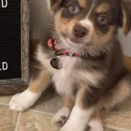 Australian Shepherds and German Shepherds from Zehn Meile Shepherds