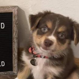 Australian Shepherds and German Shepherds from Zehn Meile Shepherds