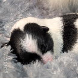 Sunny - Black parti male Pomeranian puppy in Wentzville, Missouri from Pawsome Poms