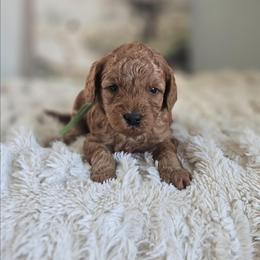Goofy - Red  male Goldendoodle puppy in Newdale, Idaho from Canyon Creek Puppies