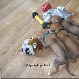 Rhodesian Ridgeback Puppies from ApacheRidge Ranch