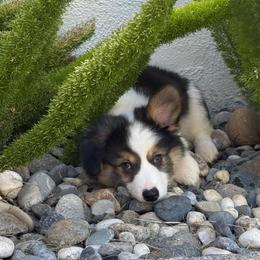 Flounder - Black and tan male Pembroke Welsh Corgi puppy in Vacaville, California from Hope_4thebay_Corgis