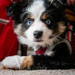 Toy Australian Shepherd Puppies from Kickapoo Creek Aussies