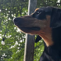 Dachshunds from Freyja’s Legacy Dachshunds