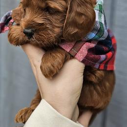 Bubba - Apricot male Goldendoodle puppy in Little Rock, Arkansas from Adorable Mini Doodles LLC