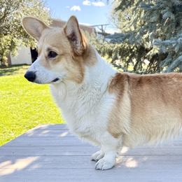 Twix - Pembroke Welsh Corgi