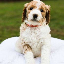Goldendoodle Puppies from Ellie's Goldendoodles