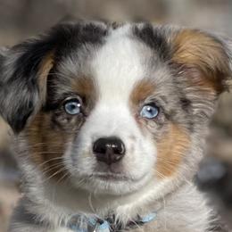 Australian Shepherds, Boerboels, Shorkies, and Yorkshire Terriers from SATA Kennels