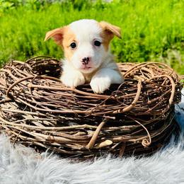 Dancer - Red female Pembroke Welsh Corgi puppy in Manchester, Kentucky from Riverside Corgis