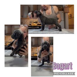 No collar Bogart - Gray male Cane Corso puppy in Scott County, Tennessee from Nuovo Inizi Kennels