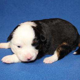Depa, full tail - Black tri female Miniature American Shepherd puppy in Hillsdale, Michigan from Faithwalk Aussies and Mini American Shepherds