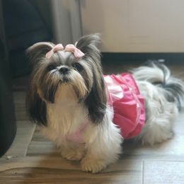 Bambi - Shih Tzu