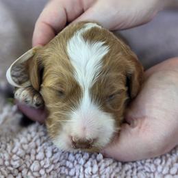 Blossom - Red  female Goldendoodle puppy in Decatur, Tennessee from Diamond's Doodles